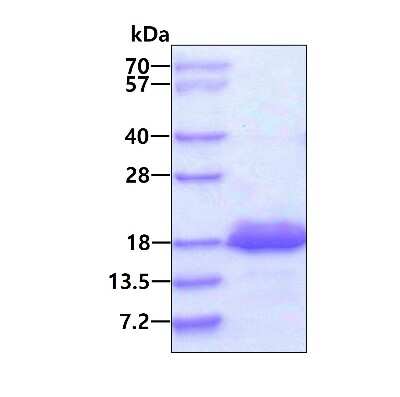 SDS-Page: Recombinant Human eIF4EBP2 His Protein [NBP1-51034] - 3ug by SDS-PAGE under reducing condition and visualized by coomassie blue stain.